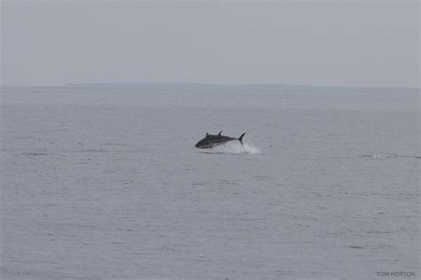 Bluefin Tuna Tagged For The First Time In Uk Waters With Acoustic