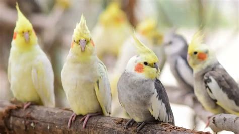 Cockatiel Age: How to tell the age of your pet cockatiel?