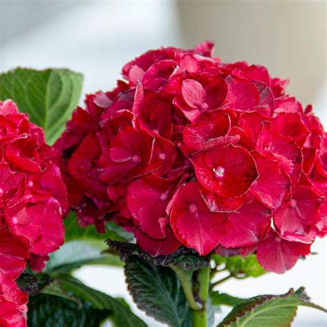 Tuxedo® Red Hydrangea Plant Addicts