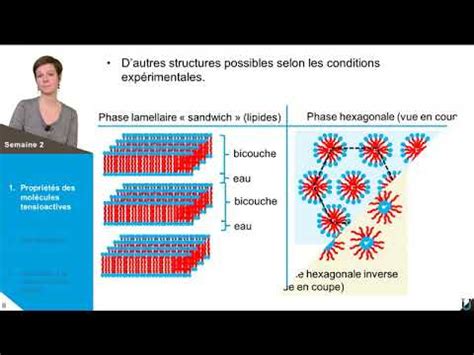 Les Propri T S Des Tensioactifs Et Leurs Structures En Volume Youtube