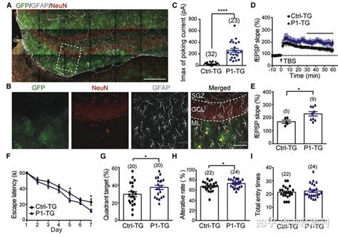 Neuron：清华大学肖百龙揭示星形胶质细胞利用机械力受体piezo1决定成年海马神经再生 知乎