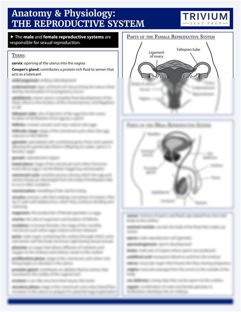 Solution Reproductive System Studypool