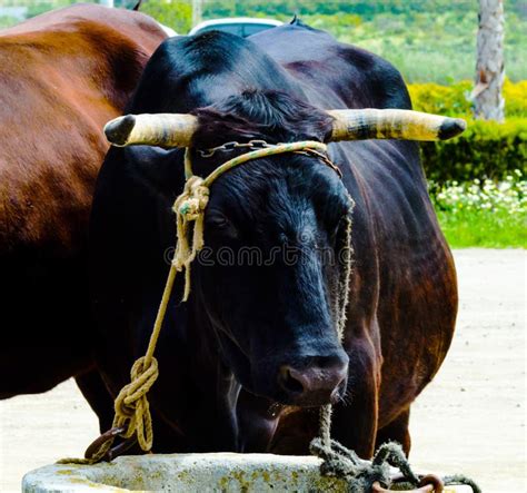 Huge Oxen Teams