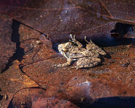 More Cricket Frogs | Mike Powell