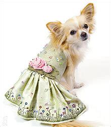 Chihuahua Fashion for Stylish Chihuahuas! - Chihuahua Clothes