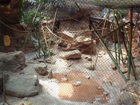 Tropical America Variegated Spider Monkey Exhibit Zoochat