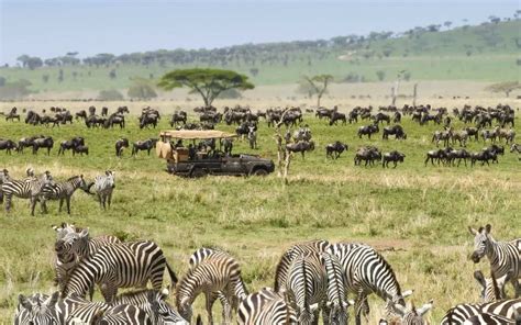 Spectacular Serengeti Migration: A Wildlife Marvel Unveiled | SafariBando