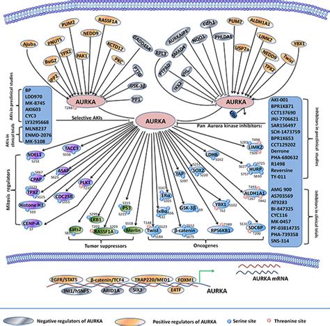 最新动态 我院最新研究成果在《molecular Cancer》发表 中美（河南）荷美尔肿瘤研究院