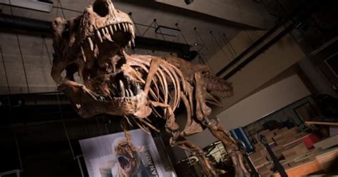 Descubren Tiranosaurio rex más viejo y grande que cualquier otro conocido