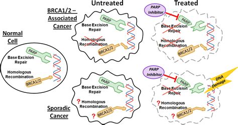 Parp Inhibitors In Cancer Therapy Promise Progress And Puzzles