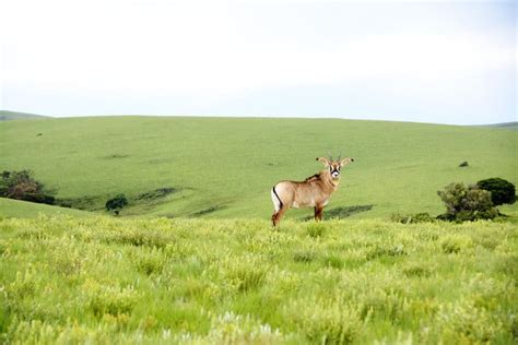 Roan Antelope Fun Facts: Africa’s Fearless Savanna Survivor