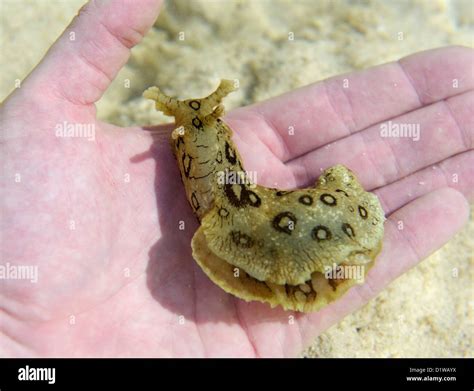 Spotted sea hare, Aplysia dactylomela, a large sea slug, in a tidepool, Grand Cayman, BWI Stock ...