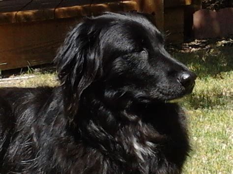 Sammie Our Border Collieflat Coat Retriever Mix The Best Ever