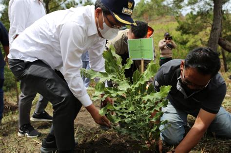 Hari Menanam Pohon Indonesia Hmpi Pt Inalum Melakukan Penanaman