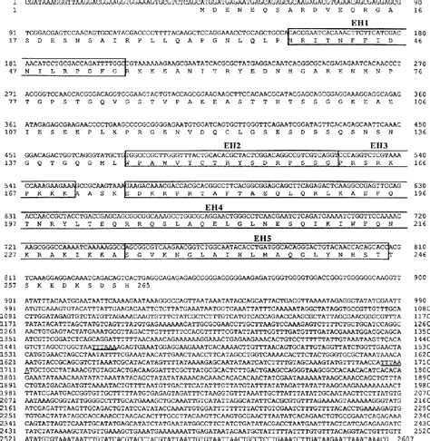 Figure From Coordinate Embryonic Expression Of Three Zebrafish