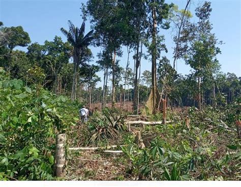 Amaz Nia Legal Acre Est Entre Os Tr S Estados Que Mais Desmatou No