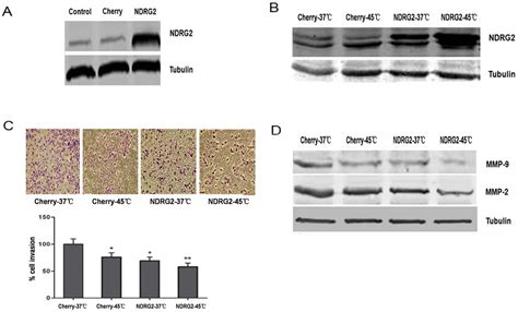 Figure 1 From Hyperthermia Induced Ndrg2 Upregulation Inhibits The Invasion Of Human