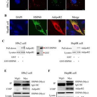 Hsp Knockdown Reduced Adipor Levels In Cardiac H C Cells A Effects