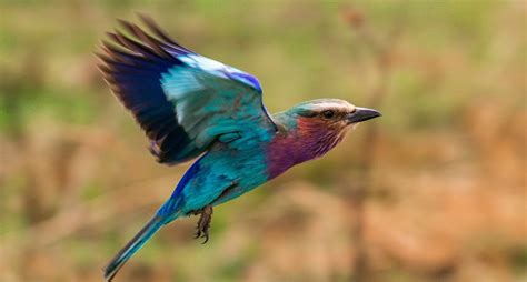 Kenya Birding Safari Kenya Safaris Focus East Africa Tours