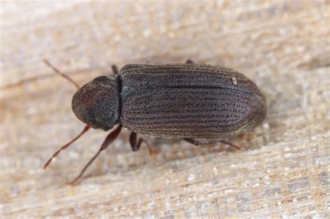 Woodworm or Furniture beetle (Anobium punctatum). The beetle on the ...