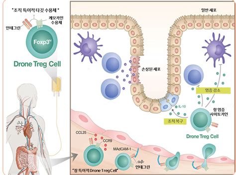 환자 맞춤형 조절 T세포 치료제 범부처 지원 과제 선정