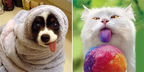 20 Cute And Hilarious Animals With Their Tongues Sticking Out Bored Panda