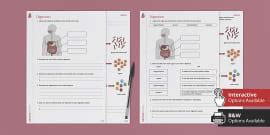 Digestive System Flowchart Display Poster And Activity Pack