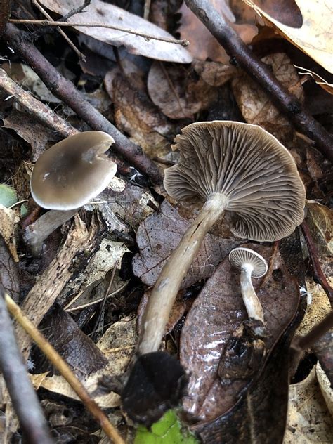 Common Gilled Mushrooms And Allies From South Yuba River State Park