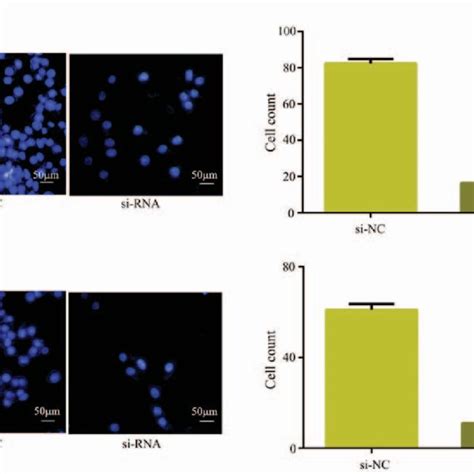 Downregulation Of Circular Rna Suppressed Sw Cell Migration