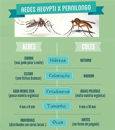 Entenda A Diferen A Entre Pernilongo E Mosquito Da Dengue