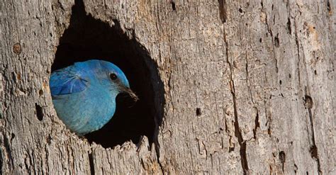 Mountain Bluebird Pictures - AZ Animals