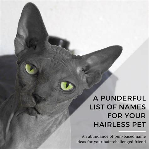 45 Punderful Hairless Cat Names Pethelpful