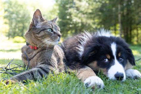 Pet Dander Allergy: Symptoms, Causes, Treatment, and Prevention | YorkTest