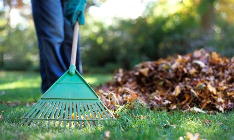 Yard Cleaning