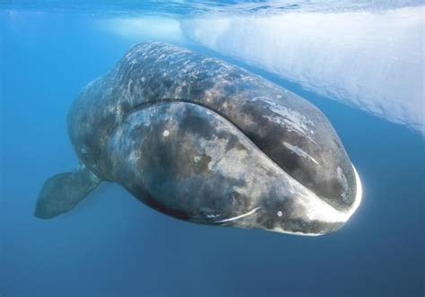 Bowhead Whale - Bowhead Whale Diet