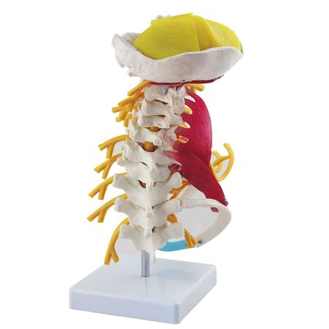 Buy Skeleton Model For Cervical Spine Muscle Model With Nerves Human