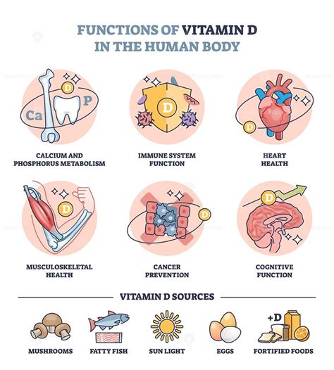 Functions Of Vitamin D In Human Body And Sources In Food Outline