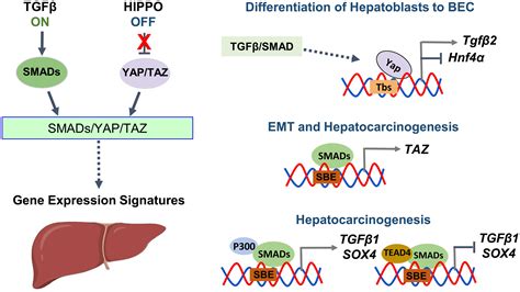 Tgf β And Hippo Signaling Pathways Interplay In Distinct Hepatic Contexts