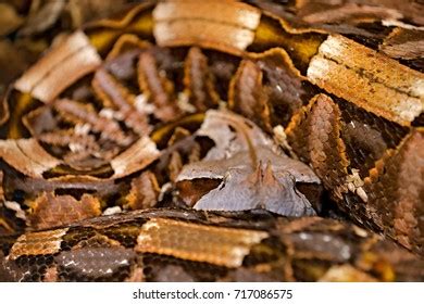 Gaboon Viper Strike Images Stock Photos Vectors Shutterstock