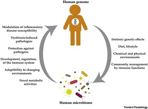 Impact Of The Microbiome On The Human Genome Trends In Parasitology