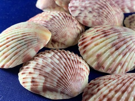 Calico Atlantic Scallop Seashells Etsy