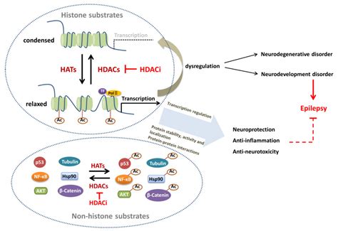 Biomedicines | Free Full-Text | HAT- and HDAC-Targeted Protein Acetylation in the Occurrence and ...