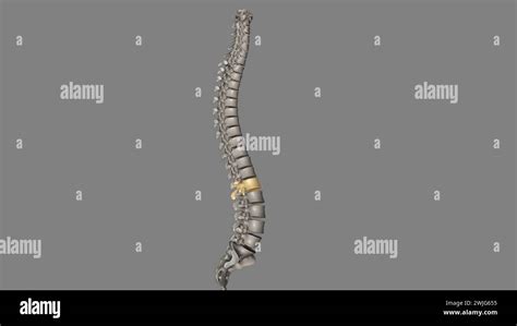 The Lumbar Region Of The Spine More Commonly Known As The Lower Back