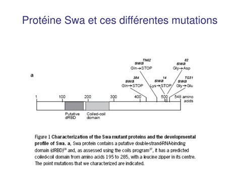 PPT Protéine Swa et ces différentes mutations PowerPoint Presentation