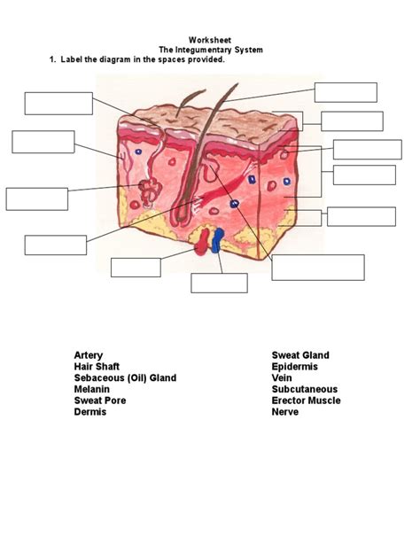 The Integumentary System Worksheet Pdf Worksheets Library