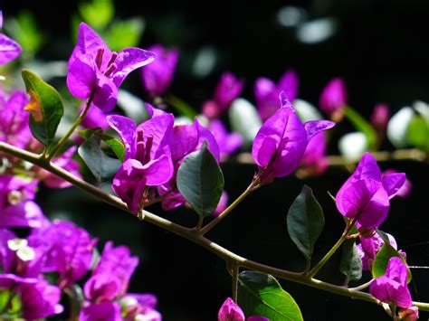 Banco de imagens natureza ramo plantar folha flor roxa pétala