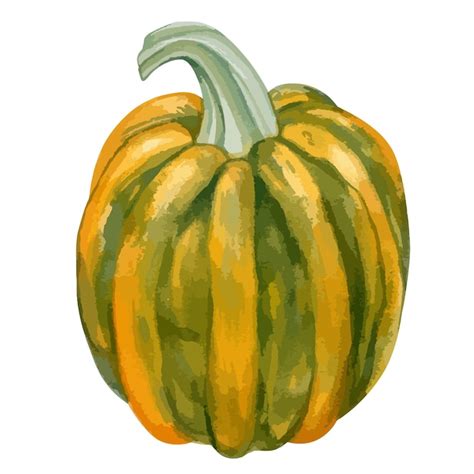 Ilustraci N Acuarela Vectorial De Calabaza Vector Premium