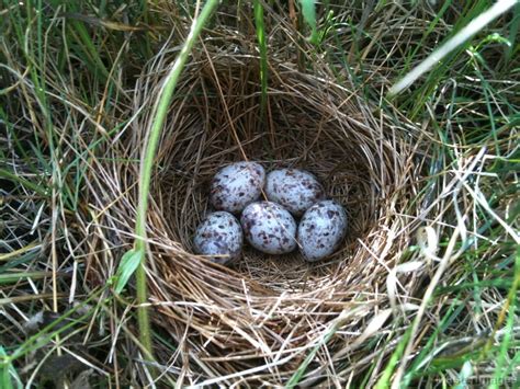 Bobolink Nest