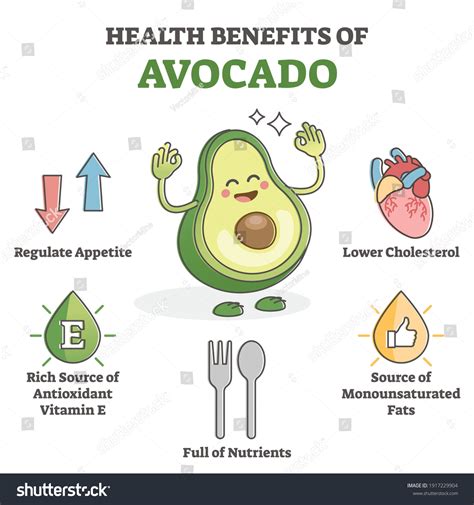 Avocado Benefits 2 524 Images Photos Et Images Vectorielles De Stock