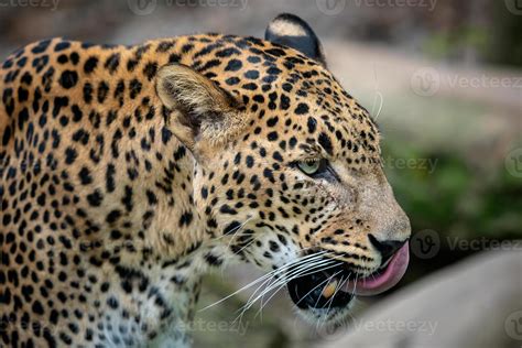 Ceylon Leopard Panthera Pardus Kotiya Big Spotted Cat Stock